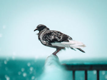 Close-up of seagull perching on railing against sea