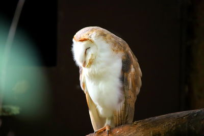 Close-up of eagle perching on a tree