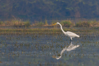 Bird in a lake