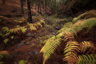 Scenic view of vineyard in forest