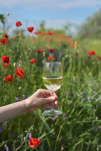 Woman hand with white wine in glass on poppy field