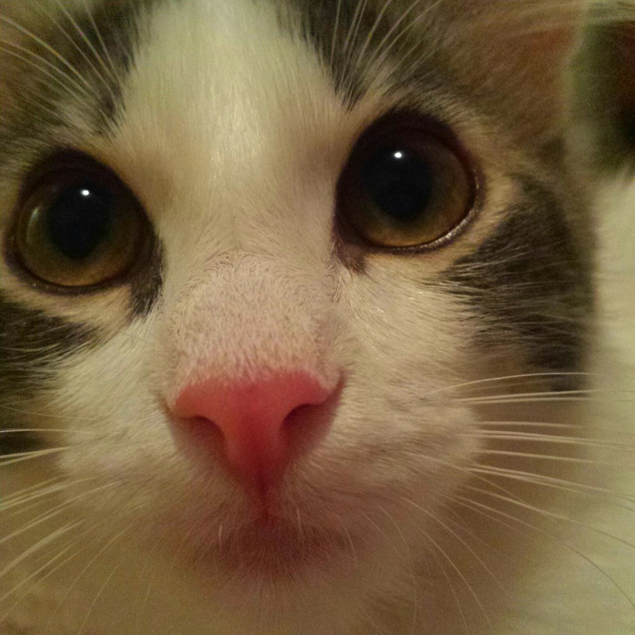 animal themes, one animal, pets, domestic animals, looking at camera, portrait, animal eye, animal head, close-up, mammal, animal body part, domestic cat, indoors, whisker, animal hair, cat, staring, snout, full frame, feline