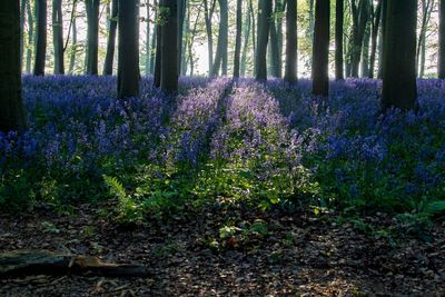 Trees growing in forest