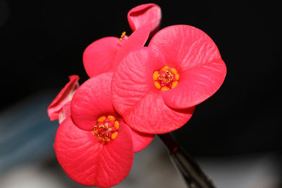 Close-up of red rose flower against black background