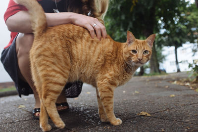 Portrait of cat on street