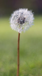 Close-up of dandelion