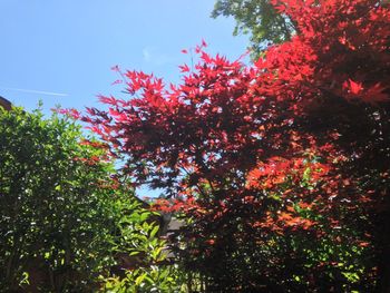 Low angle view of trees against sky