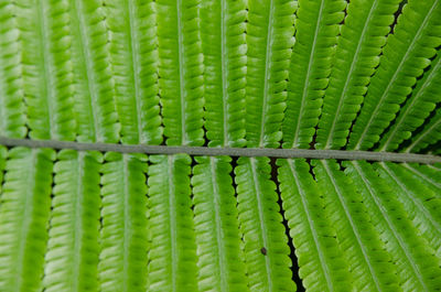 Full frame shot of fern leaves