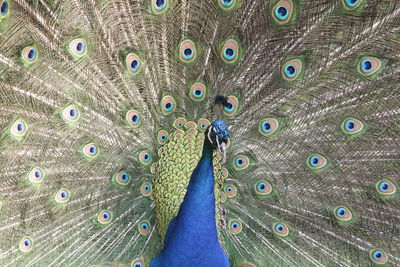 Close-up of peacock