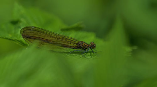 Close-up of insect on plant