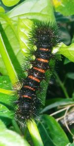 Close-up of caterpillar on plant