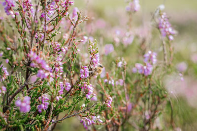 Close-up of pink flowering plant