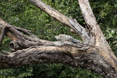 Close-up of lizard on tree trunk