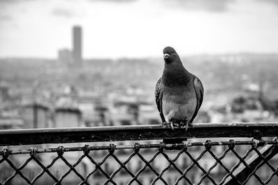 Seagull perching on railing against cityscape