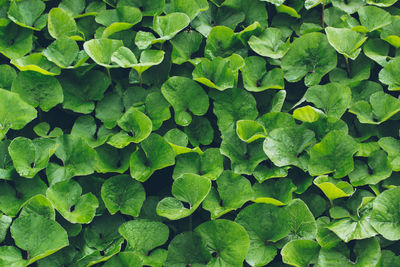 Full frame shot of green leaves