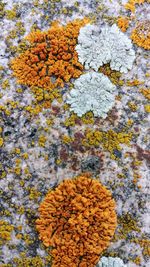 Close-up of yellow flowering plant on rock