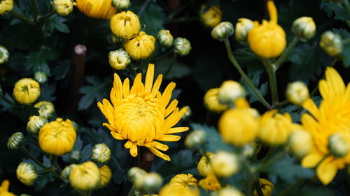 Close-up of yellow flowering plants