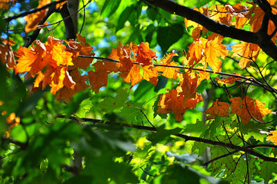 Close-up low angle view of tree