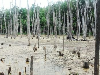 Trees in a row