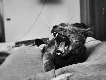 Close-up of cat yawning