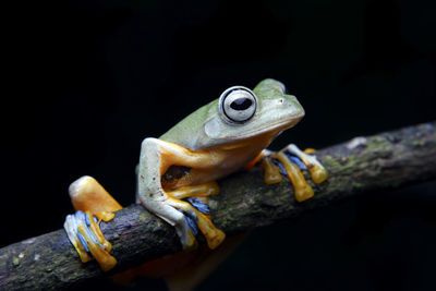 Close-up of frog