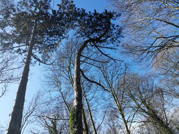 Low angle view of trees against sky