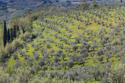 High angle view of trees on field