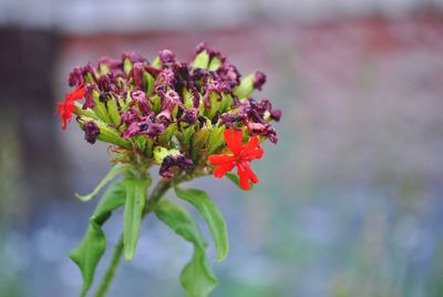 Close-up of insect on red flowering plant