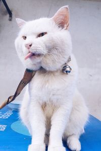 Close-up of white cat sitting outdoors