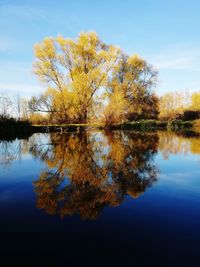 Tree by lake against sky during autumn