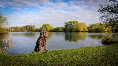 View of dog in lake against sky