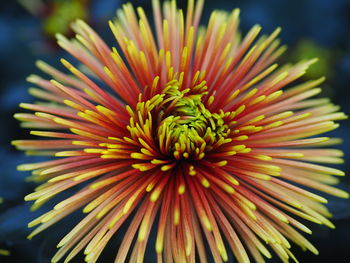 Close-up of blue flower