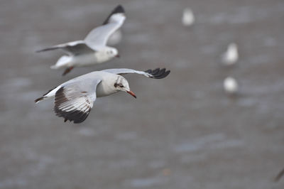 Seagull flying