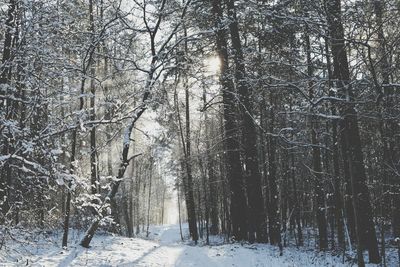 Bare trees in forest during winter