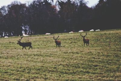 Deer grazing on field against sky
