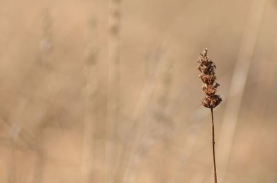 Close-up of wheat plant on field