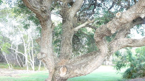 Low angle view of tree against sky