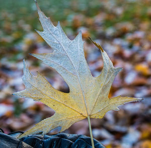 Close-up of dry maple leaf