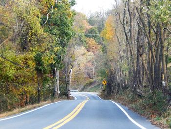 Road amidst trees