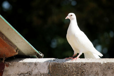 Close-up of seagull perching on retaining wall