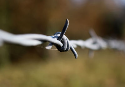 Close-up of barbed wire