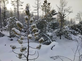 Snow covered trees on field during winter