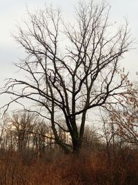 Bare tree on field against sky