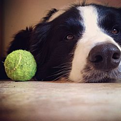 Close-up of a dog