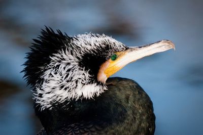 Close-up of a bird