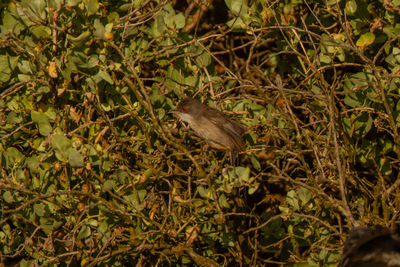 Bird perching on a plant