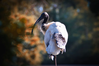 Close-up of bird perching