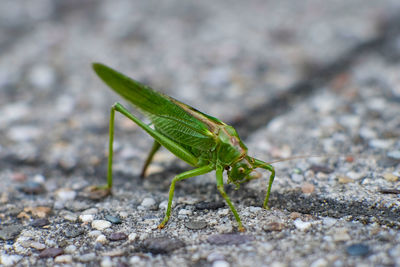 Close-up of grasshopper on rock