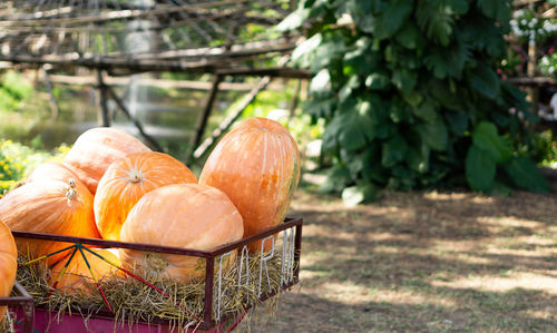 View of pumpkins