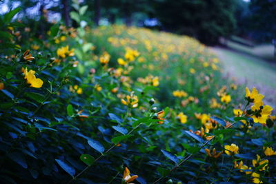 Close-up of flower blooming in field